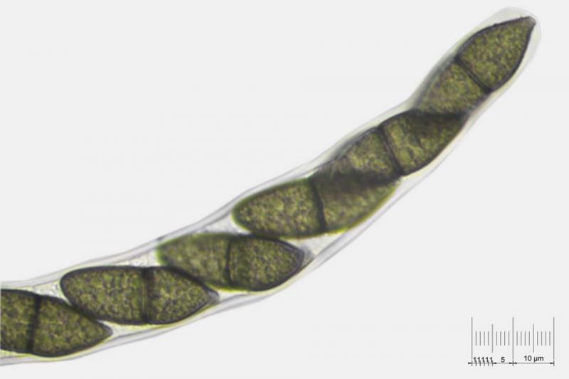 macrostoma