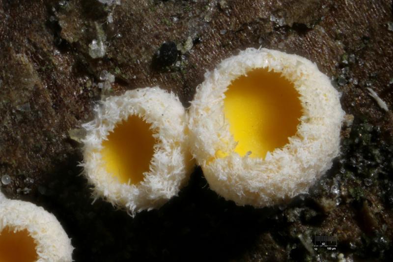 macrostoma