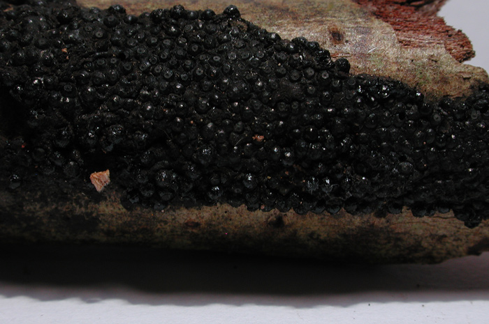 macrostoma