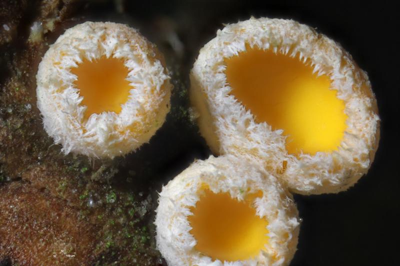 macrostoma