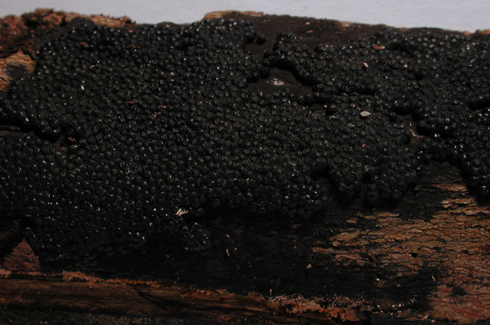 macrostoma