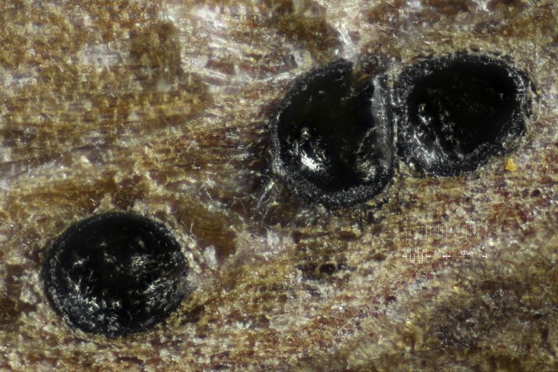 macrostoma