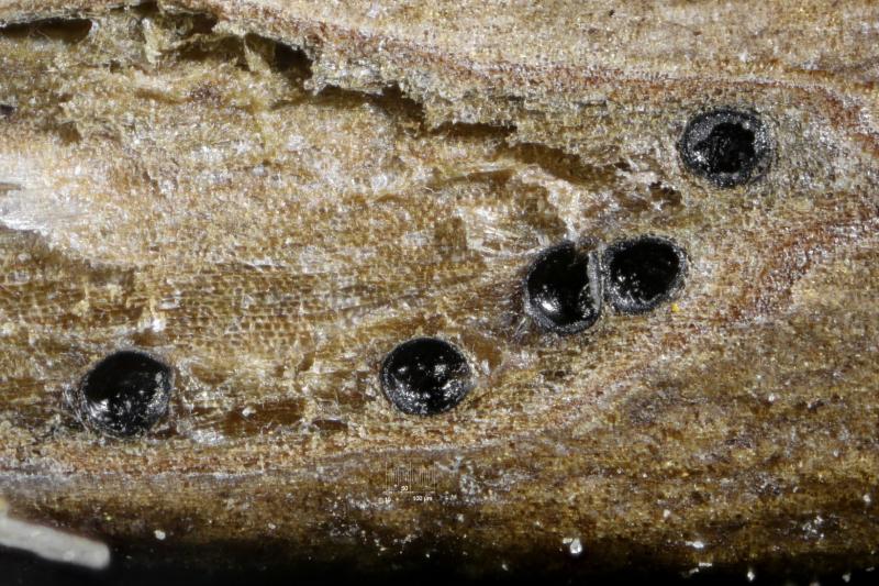 macrostoma