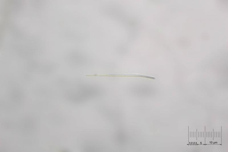 macrostoma