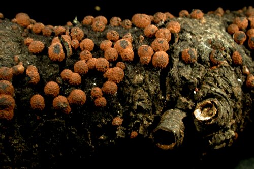 macrostoma