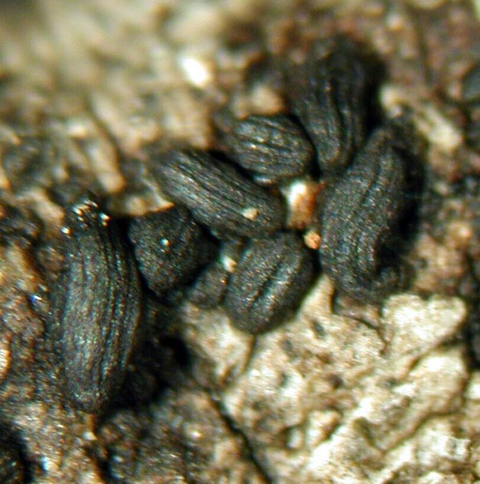 macrostoma