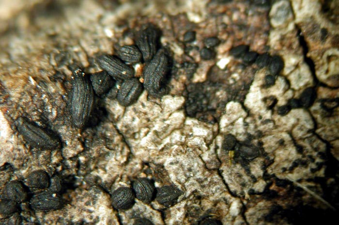 macrostoma