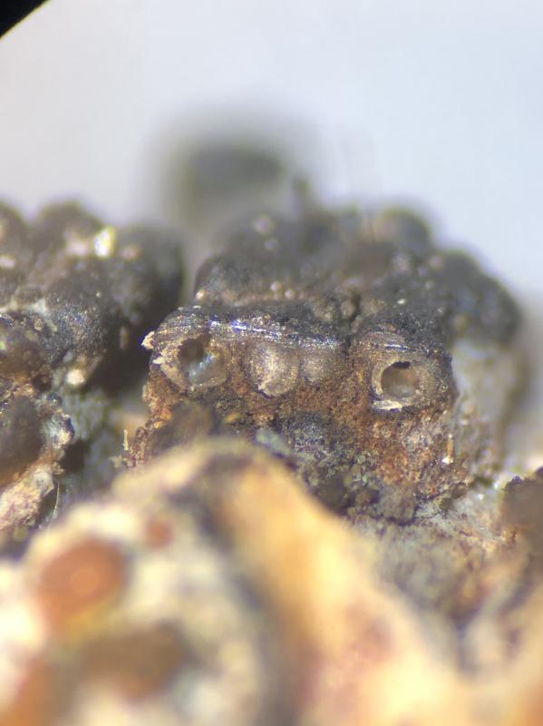 macrostoma