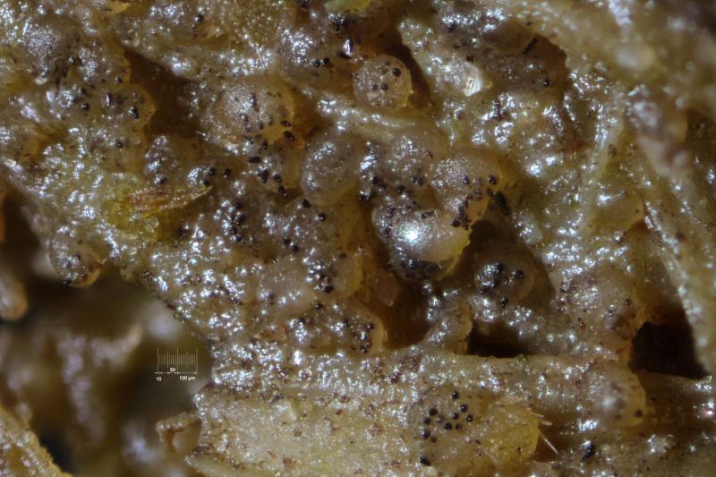 macrostoma