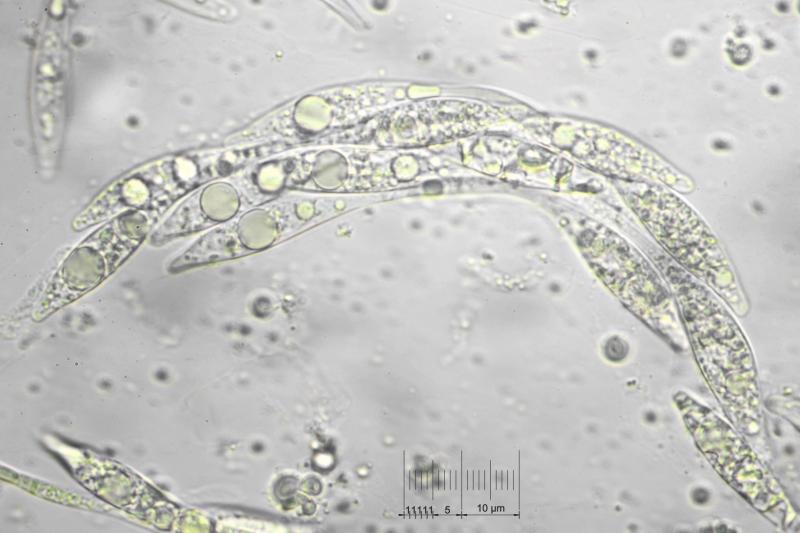 macrostoma