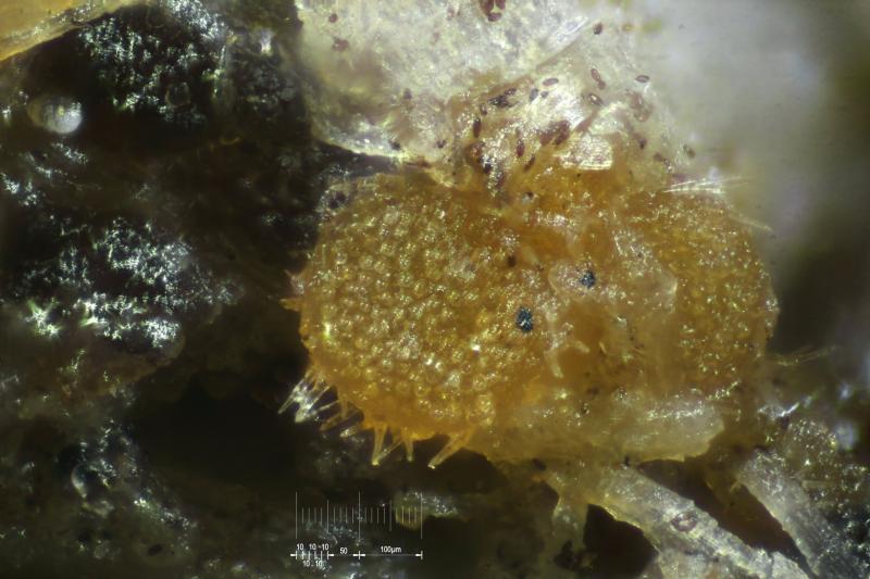 macrostoma
