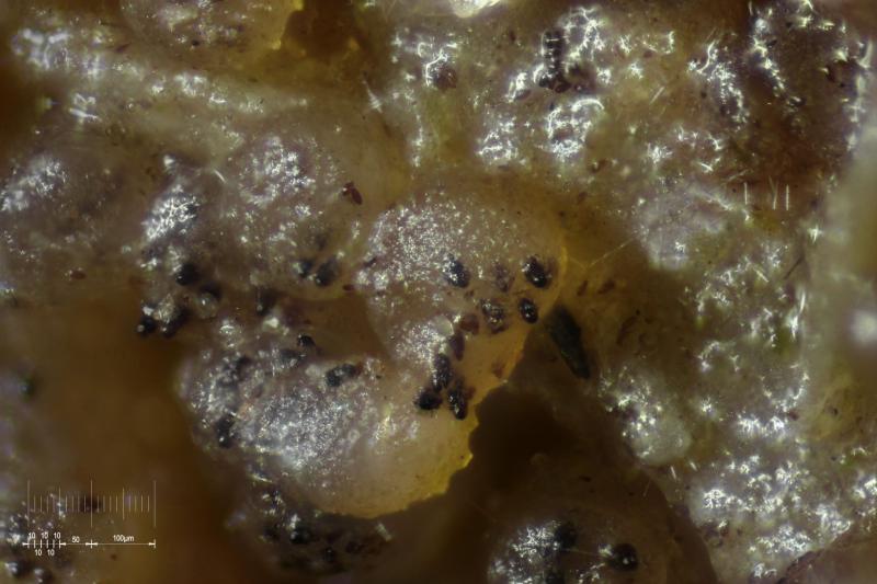 macrostoma
