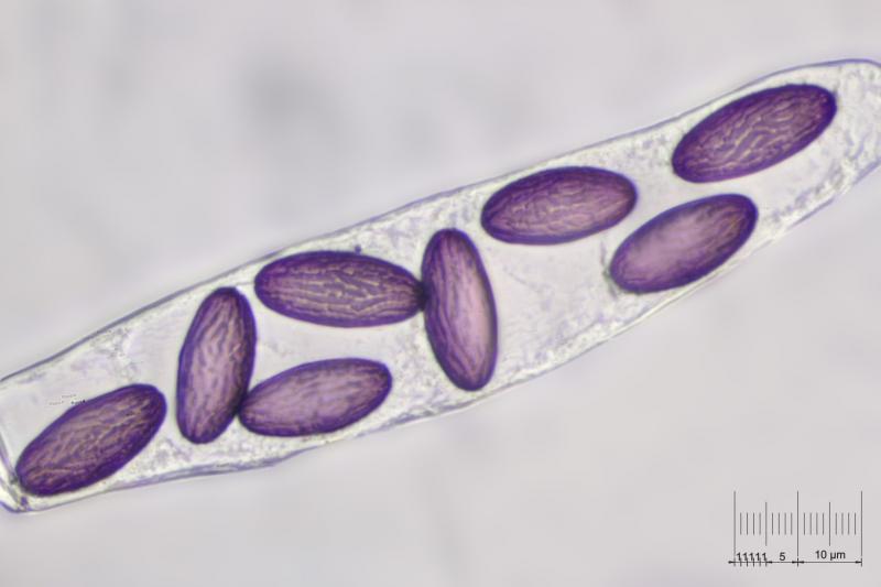 macrostoma