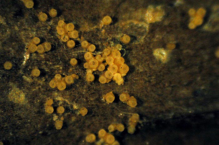 macrostoma
