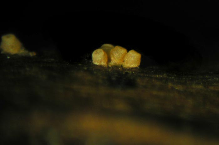 macrostoma
