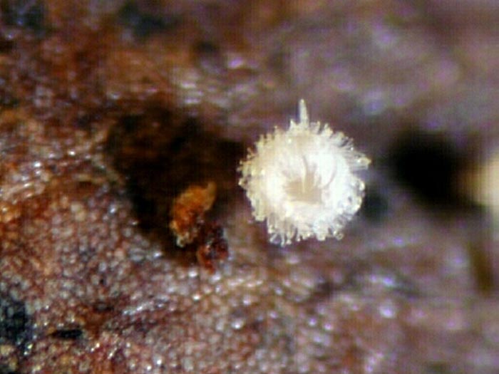 macrostoma