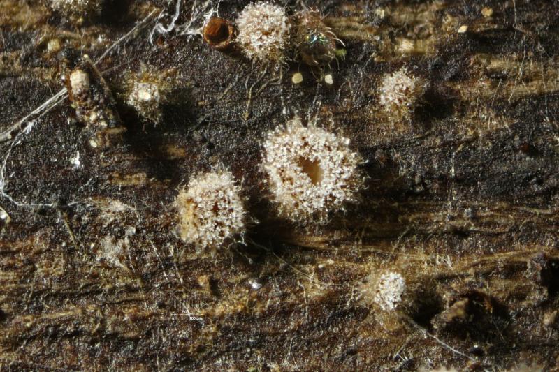 macrostoma