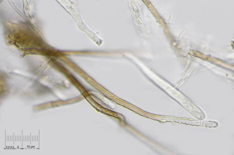 macrostoma