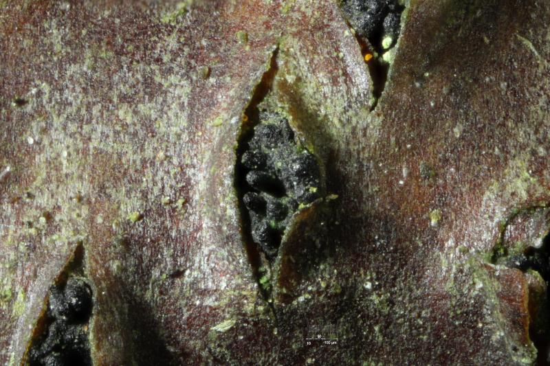 macrostoma