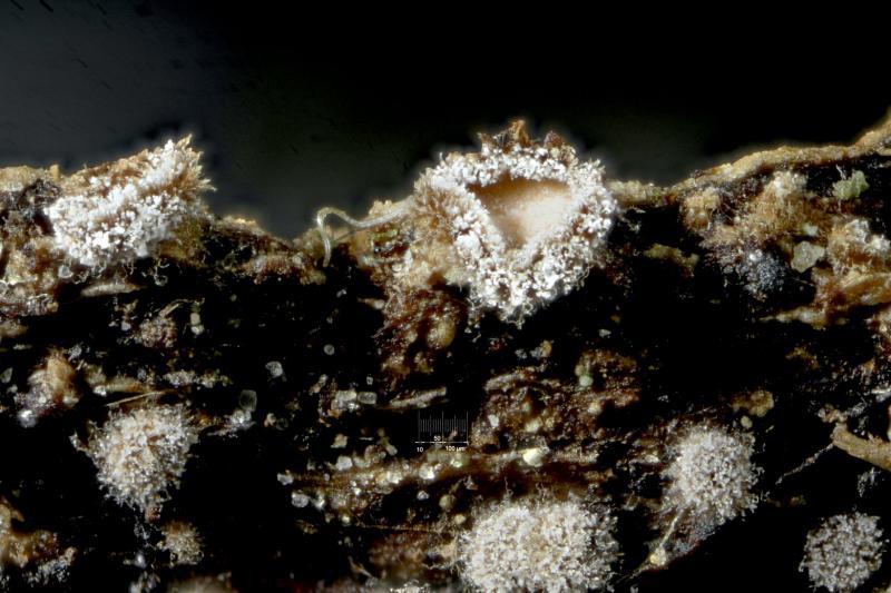 macrostoma
