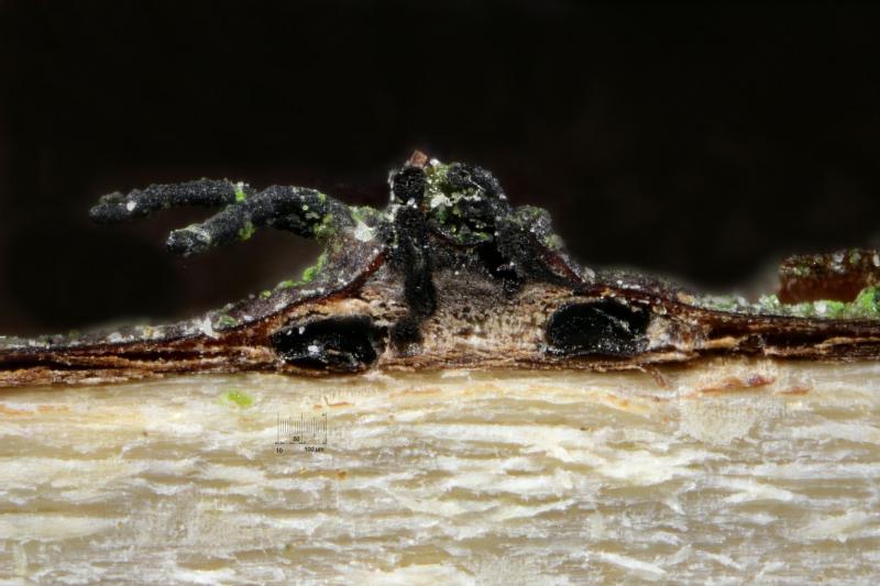 macrostoma