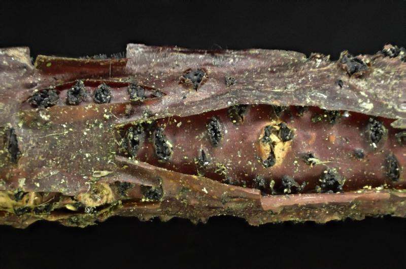 macrostoma