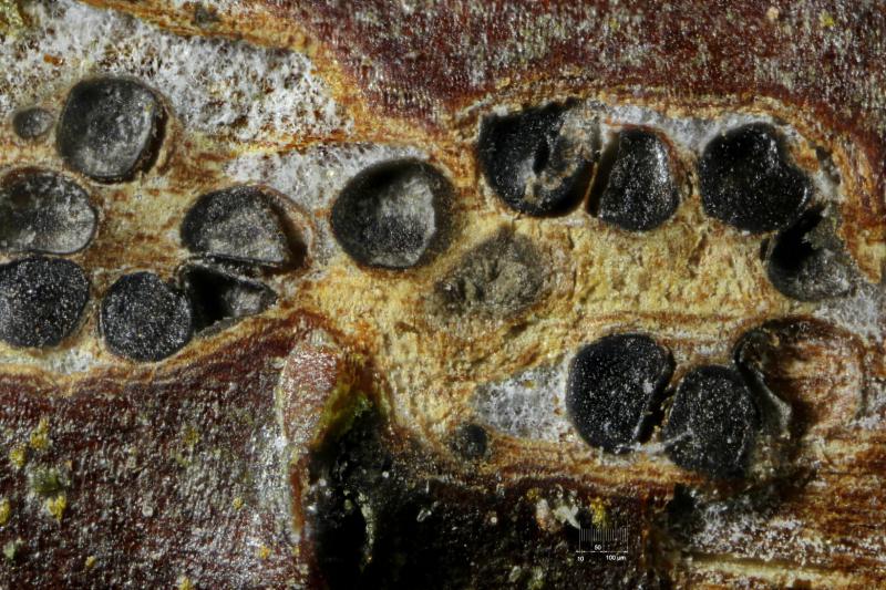 macrostoma