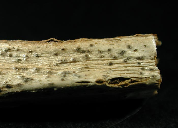 macrostoma