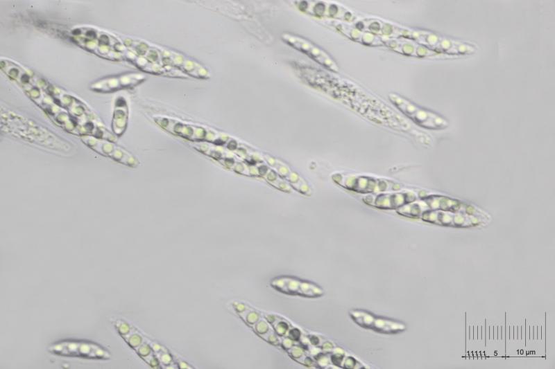 macrostoma