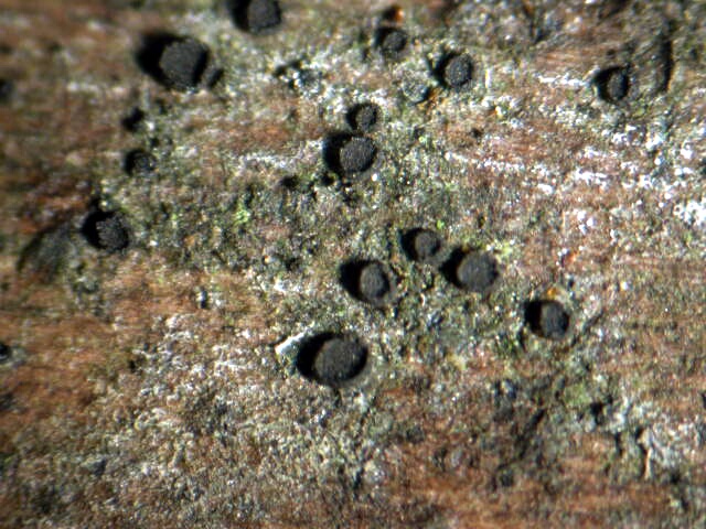 macrostoma