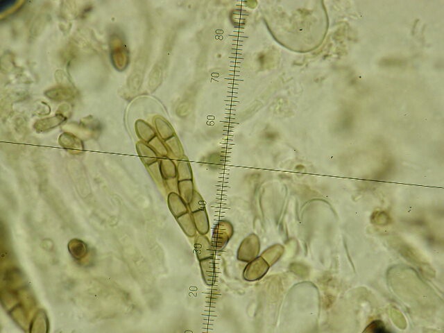 macrostoma