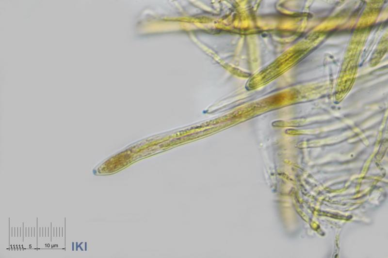 macrostoma