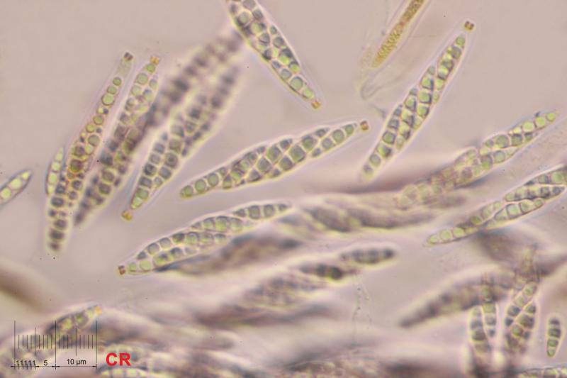 macrostoma