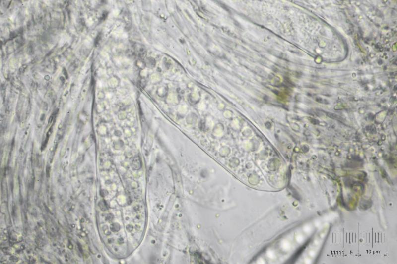 macrostoma
