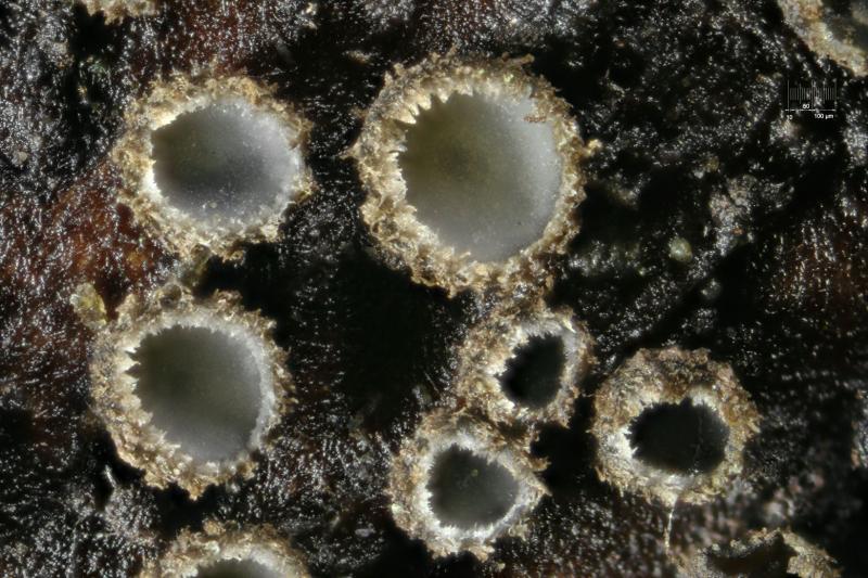 macrostoma