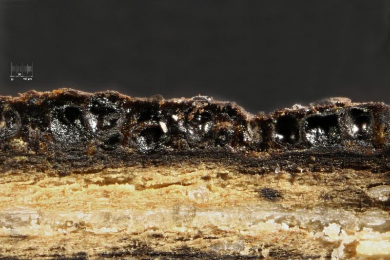 macrostoma