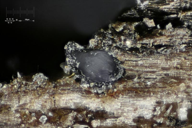 macrostoma