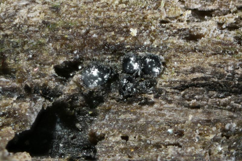 macrostoma