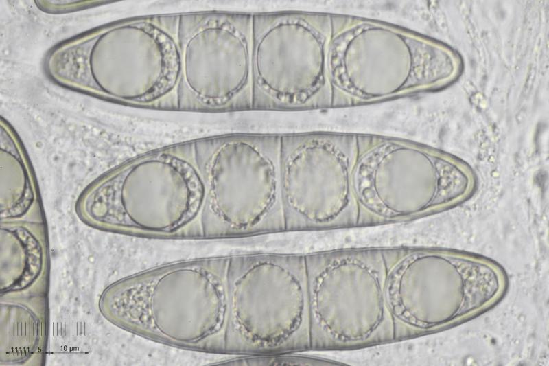 macrostoma