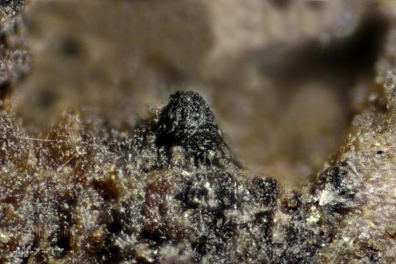 macrostoma