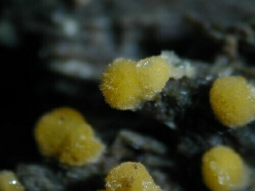 macrostoma