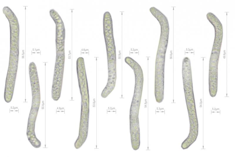 macrostoma