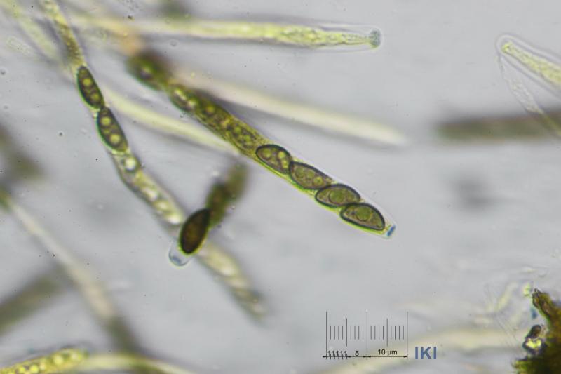 macrostoma