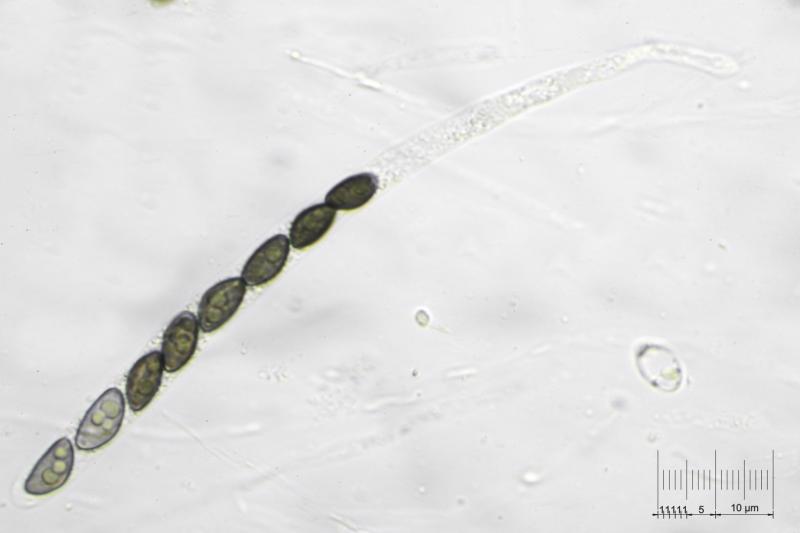 macrostoma