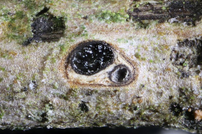 macrostoma