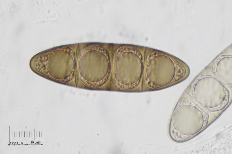 macrostoma