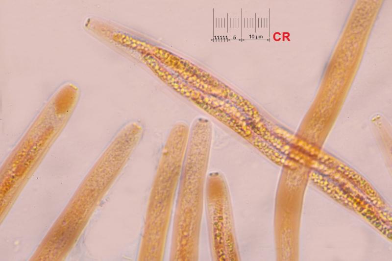 macrostoma