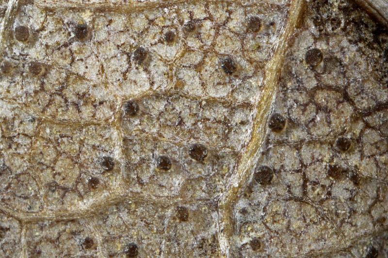 macrostoma