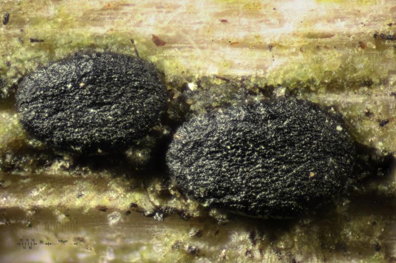 macrostoma