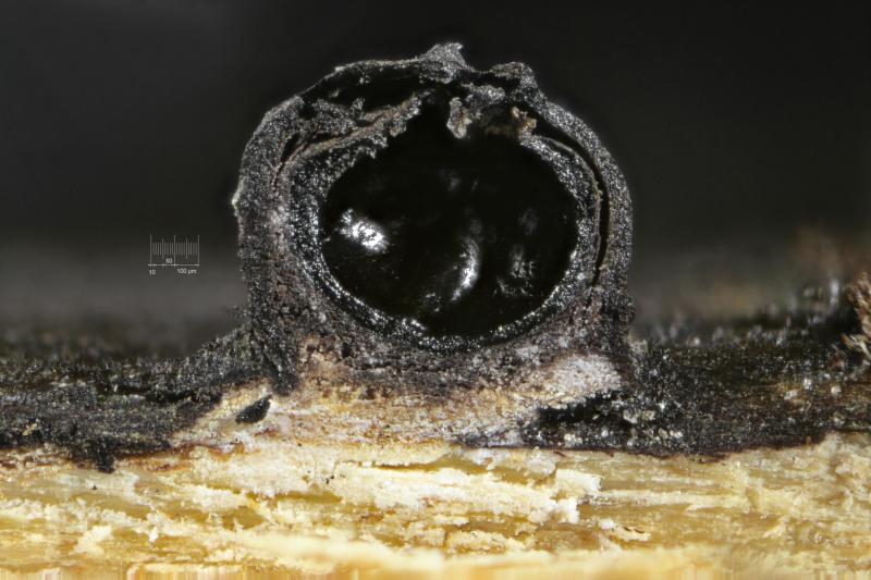 macrostoma